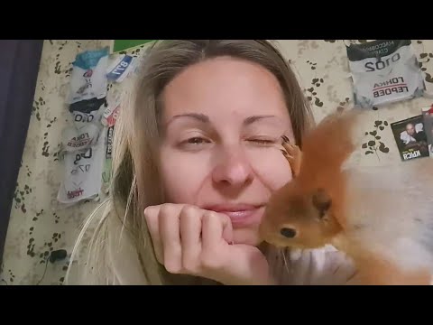 Видео: Белка- домашнее животное 🐿️ The squirrel is a pet