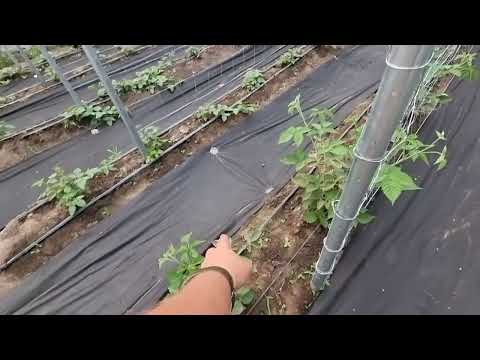 Видео: Ежевика в теплице. Особенности подвязки и формировки. Лучшие шпалеры для ежевики.
