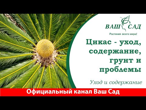 Видео: Цикас - уход за растением, выбор почвы, особенности развития и возможные проблемы.  Ваш сад
