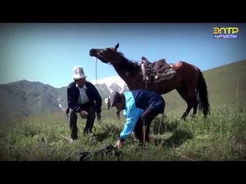 Видео: Жалал-Абат Жетиген айылы