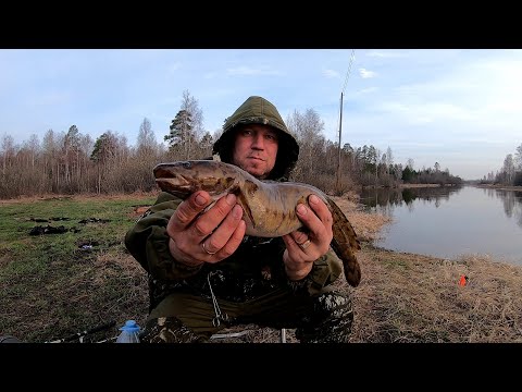 Видео: Открытие сезона!!!Рыбалка на живца с ночёвкой!!!