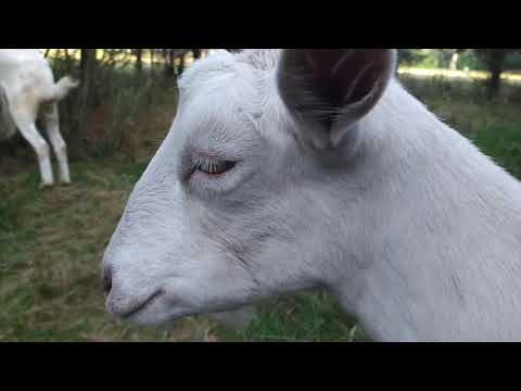 Видео: Как заставить коз слушаться