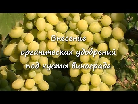 Видео: Внесение органических удобрений под кусты винограда