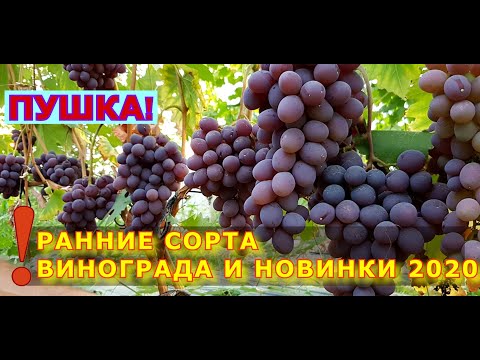 Видео: ПУШКА! РАННИЕ СОРТА ВИНОГРАДА И НОВИНКИ 2020 г.