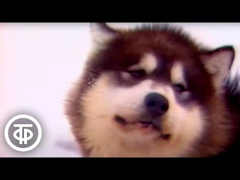 Видео: Клуб путешественников. Эфир 18 апреля 1990. Выпуск 1471