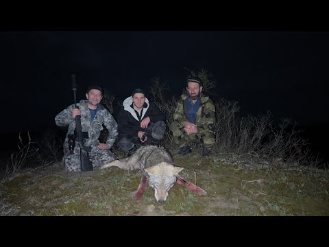 Видео: Охота на матерого волка. Огромный волк.