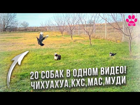 Видео: Декорашки на охоте! Яна отобрала камеру и микрофон у Гоши. 20 собак и 4 породы. Будни заводчика.