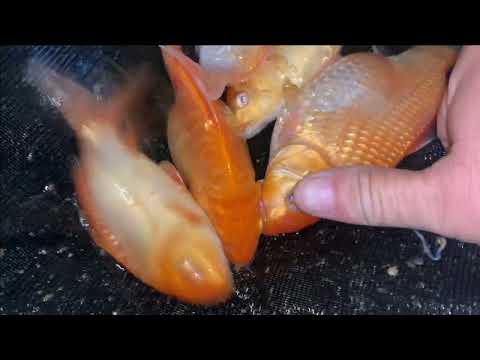 Видео: Великое переселение карпа КОИ.Перенос бассейна с рыбой в тепло.