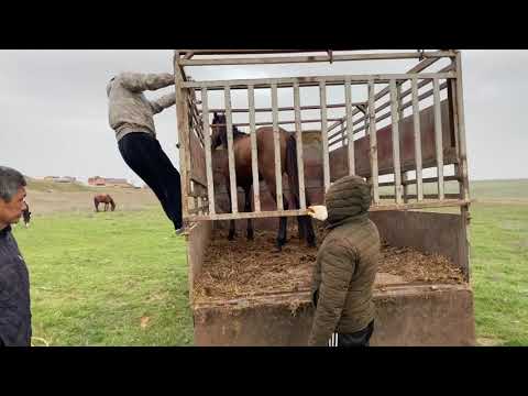 Видео: Конь калмыцкой породы «Монгол».