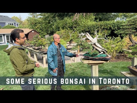 Видео: Серьёзный бонсай в Торонто