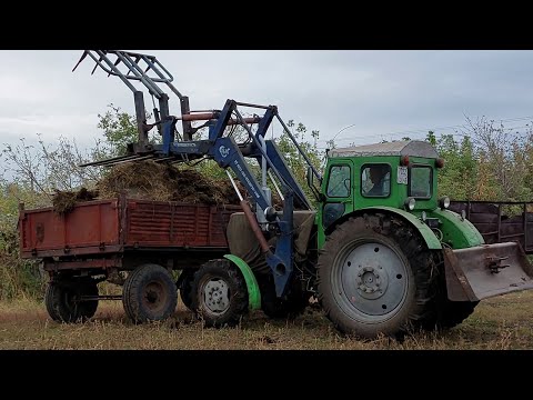 Видео: Трактор Т 40 чистит, грузит, возит навоз.