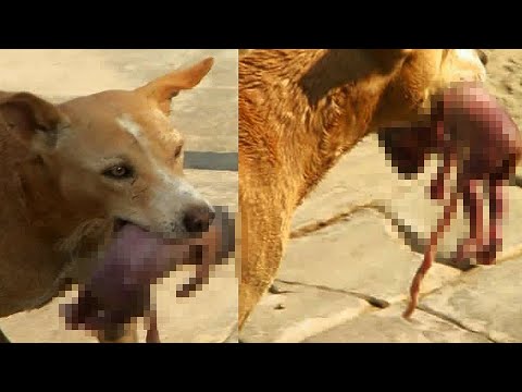 Видео: Собака зашла в больницу со свёртком в зубах, а когда люди увидели что ЭТО – ОТОРОПЕЛИ…