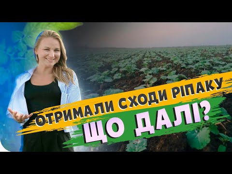 Видео: ОТРИМАЛИ СХОДИ РІПАКУ. ЩО РОБИТИ ДАЛІ?