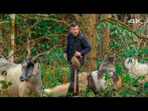 Видео: Козья Любовь - Пастух в лесу | Документальный фильм ▫️4K▫️