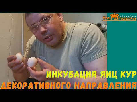 Видео: Результат инкубации КИТАЙСКИХ ШЕЛКОВЫХ КУР. "Мое Подворье"