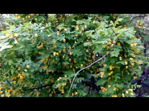 Видео: Таежные весенние медоносы, поилка для пчел.