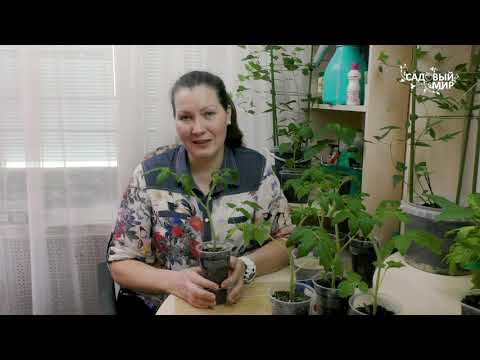Видео: Почему у блогеров  крепкая рассада? Когда подкормить рассаду томатов и перцев для роста