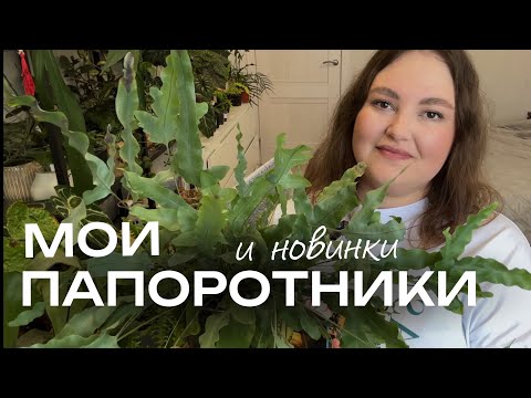 Видео: ПАПОРОТНИКИ | ОБЗОР моих РАСТЕНИЙ | новинки