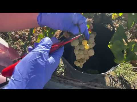 Видео: Финал виноградного сезона рядом с Барселоной — как это выглядит на самом деле