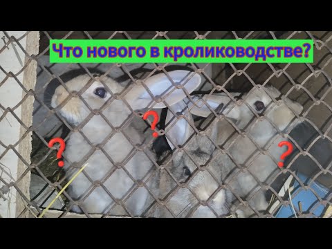 Видео: Мои мясные кролики. Что нового в кролиководстве? Канал для КРОЛИКОВОДОВ #врек #кролики_разведение