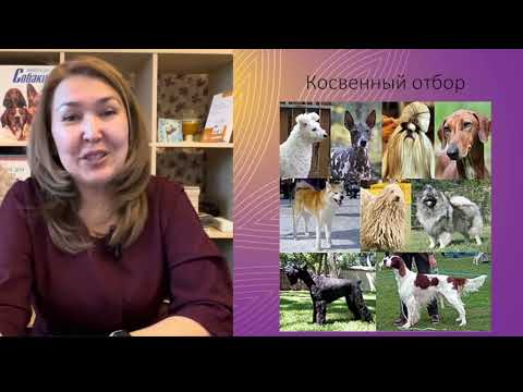 Видео: Селекция собак