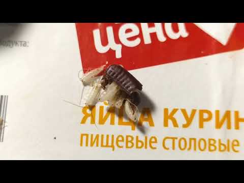 Видео: Новорождённые туркменские тараканы