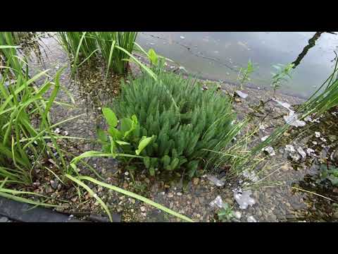 Видео: Мой пруд после реконструкции 8 месяцев спустя