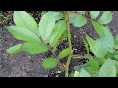 Видео: РОЗА РЕД БАЛЕРИНА (Red Ballerina) 10 ноября 2021 года.