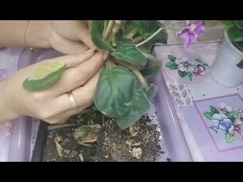 Видео: Фиалки:выбросить  нельзя  переукоренить!