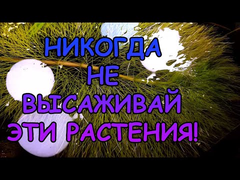 Видео: НИКОГДА НЕ САЖАЙ ЭТИ РАСТЕНИЯ..