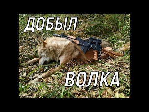 Видео: ДОБЫЛ  ВОЛКА
