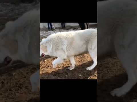 Видео: Қазақ төбеті осындай болады бауырлар Біреудін қансығына тансык болып жүргендер көрсін