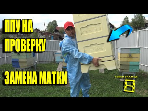 Видео: ИСПЫТЫВАЕМ ППУ УЛЕЙ - ОТВОДОК С ЗАМЕНОЙ МАТКИ. ДЛЯ НАЧИНАЮЩИХ ПЧЕЛОВОДОВ 13-21
