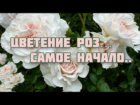 Видео: В моем саду началось цветение роз! Рассказываю о некоторых сортах!