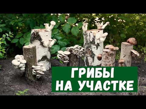 Видео: Как вырастить грибы на даче. Как вырастить грибы из мицелия.