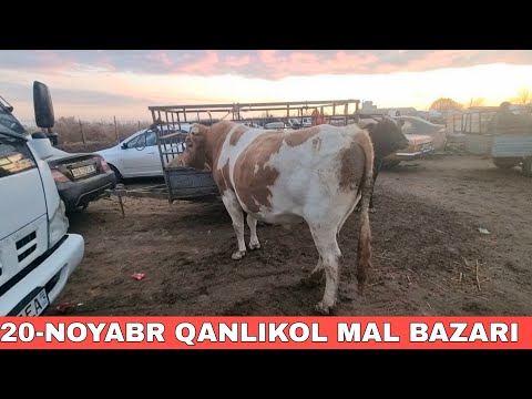 Видео: 20-НОЯБРЬ/КАНЛЫКОЛ МАЛ БАЗАРЫ/СКОТНЫЙ РЫНОК/BUQALAR/BIG BULLS IN THE WORLD/BIG COW
