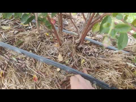 Видео: Секрет питания голубики. Оговорка - 15 г удобрения, а не чистого элемента.