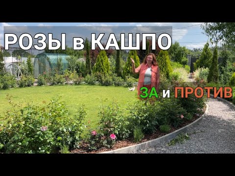 Видео: РОЗЫ в КОНТЕЙНЕРАХ: ЗА или ПРОТИВ? | Можно ли выращивать розы в кашпо|Выращивание роз в контейнерах