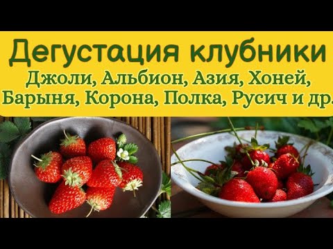 Видео: Дегустация клубники. Обзор. 12 сортов. Джоли, Альбион, Хоней, Барыня, Полка, Корона и др.