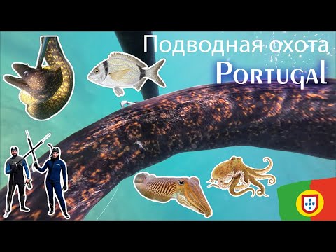 Видео: Мурена по заказу, Желания Сбываются! Когда попросила мурену и её действительно поймали