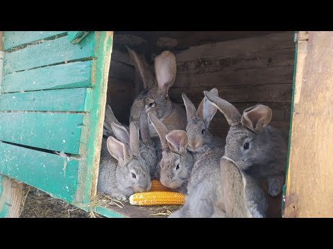 Видео: Кролики Фландр | Крольчата и их Родители | Обзор на всех крольчат | 5 Самок окрольчились