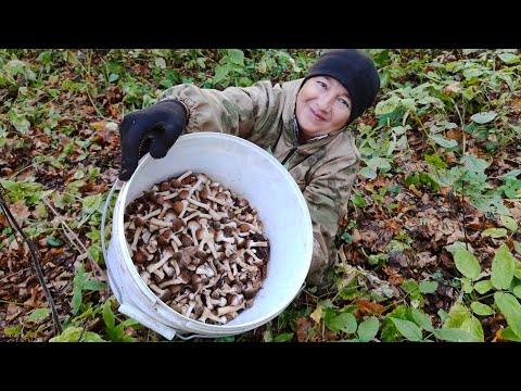 Видео: ОПЯТА пеньковые 👍🔥 // любим это дело🙋//