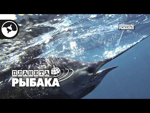 Видео: Морская рыбалка. Парусник. Коста-Рика | Новые Диалоги