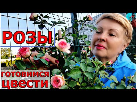 Видео: Сделайте так и ваши розы будут расти здоровыми и цвести все лето