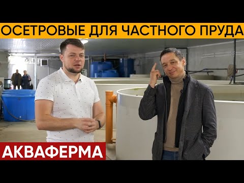 Видео: Осетровые для частного пруда. Акваферма. Ответы на вопросы о рыбах. Осетр.