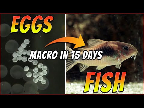 Видео: Разведение коридорасов, развитие мальков макро по дням.