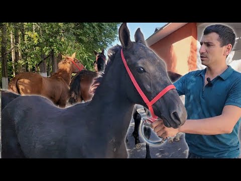 Видео: КУЛУН ТОЙЛАР КЕЛДИ..SARDORDA QULUN TOYLAR..(Mus Tv)(OT)(Бай Тв)