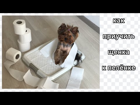 Видео: КАК ПРИУЧИТЬ ЩЕНКА ХОДИТЬ НА ПЕЛЕНКУ