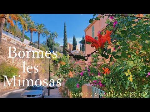 Видео: Борм-ле-Мимоза / цветы, цветущие зимой / милый, но бесстрастный кот / кулинария /