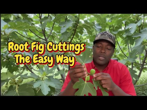Видео: Укоренение черенков инжира – простой способ